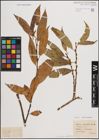 Foto von Salix fragilis L. x Salix pentandra L.